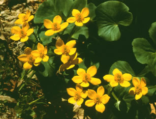 Caltha s0027a